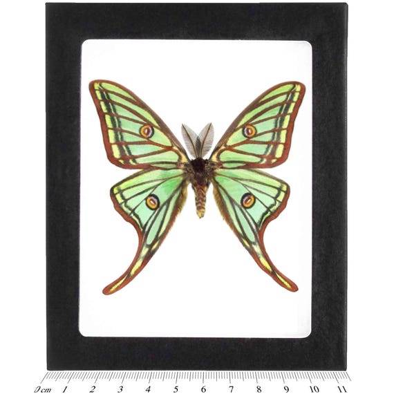 Graellsia Isabellae MALE Green Red Spanish Moon Saturn Luna Moth