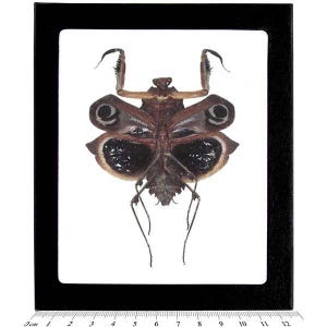 Deroplatys dessicata FEMALE giant dead leaf mimic praying mantis Malaysia