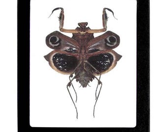 Deroplatys dessicata FEMALE giant dead leaf mimic praying mantis Malaysia