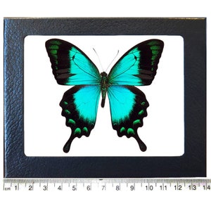 Papilio lorquinianus blue green swallowtail butterfly Indonesia