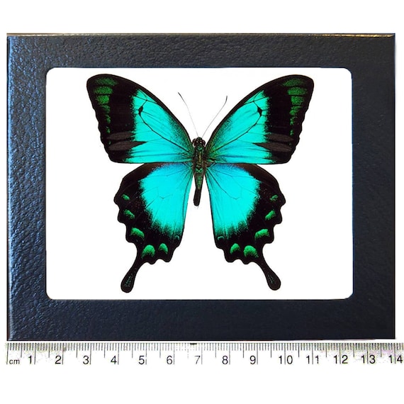 Papilio Lorquinianus Blue Green Swallowtail Butterfly