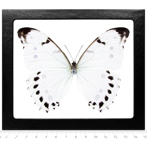 Morpho luna white black butterfly Guatemala