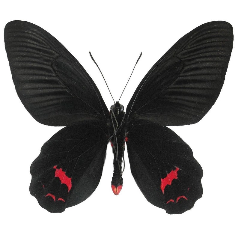 May include: A black butterfly with intricate wing patterns and red markings. The butterfly's wings are spread, showcasing the detailed texture and design. The body is black with a red tip.