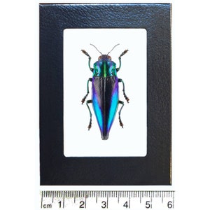 Cyphogastra calepyga One Real blue violet buprestid beetle Indonesia