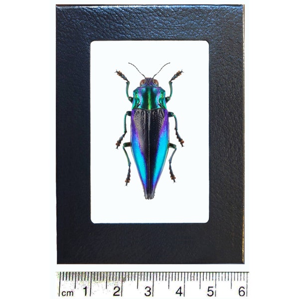 Cyphogastra calepyga One Real blue violet buprestid beetle Indonesia