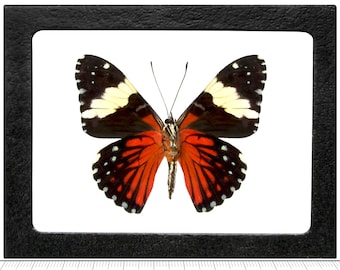 Hamadryas amphinome verso ONE real butterfly red Peru