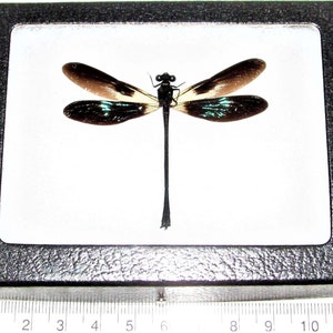 Euphaea variegata One Real Green Black Dragonfly Damselfly Mounted Packaged Insect Artwork Wholesale