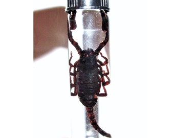 Heterometrus cyaneus black scorpion Indonesia wet specimen