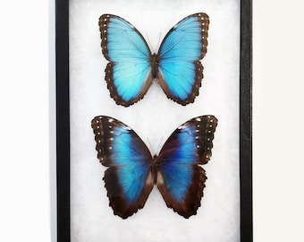 Morpho peleides PAIR male female blue butterfly Costa Rica Framed