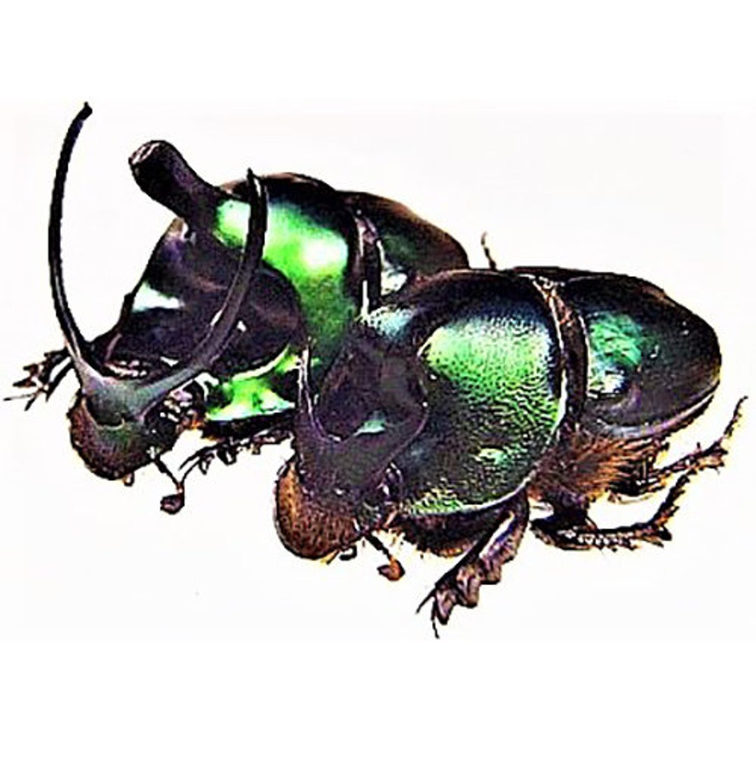 Onthophagus Mouhoti Real Dung Beetle Pair Male Female Thailand - Etsy