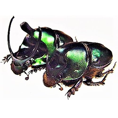 Dung Beetle Dried - Etsy