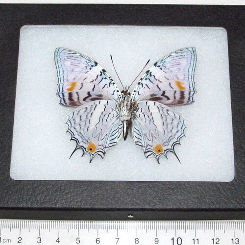 Caligo Memnon REPLICA Framed Verso Owl Butterfly Resting Pose Peru