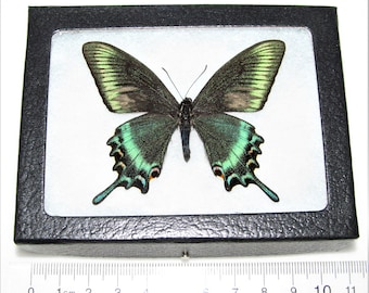 Graellsia　isabellae　92mm 2頭限り Graellsia isabellae 92mm 2頭限り Graellsia isabellae - Wikipedia