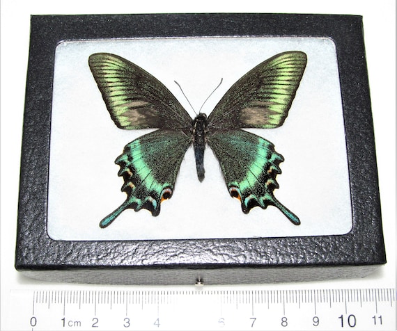 BicBugs lot of 10 Papilio Swallowtail Blue Green Butterfly Wings BicBugs lot of 10 Papilio Swallowtail Blue Green Butterfly Wings