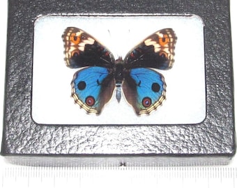 May include: A framed butterfly specimen with blue, black, and orange wings. The butterfly is mounted on a white background and displayed in a black frame.