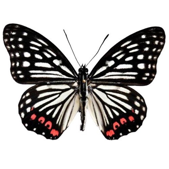 One Real Butterfly Black White Red Pink Hestina Assimilis Etsy