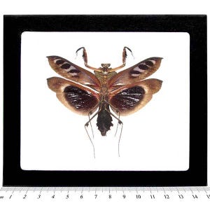 Deroplatys dessicata MALE giant dead leaf mimic praying mantis Malaysia