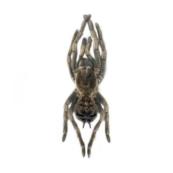 Acanthoscurria ferina rusty birdeater tarantula Peru unmounted packaged