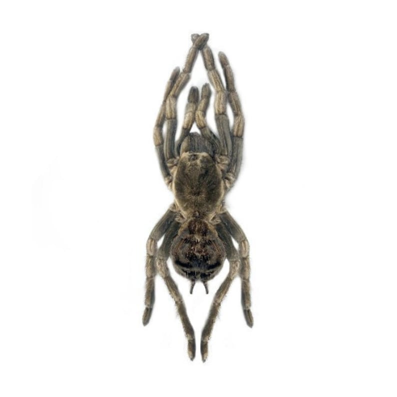 May include: A brown tarantula spider with hairy legs and a dark brown body. The spider is facing the camera with its legs spread out.
