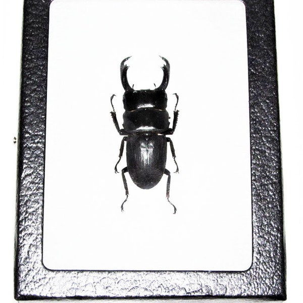 Dorcus reichei black stag beetle Sumatra Indonesia
