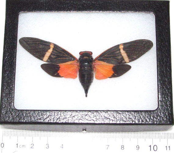 Tosena Pavei Black Orange Cicada Thailand - Etsy