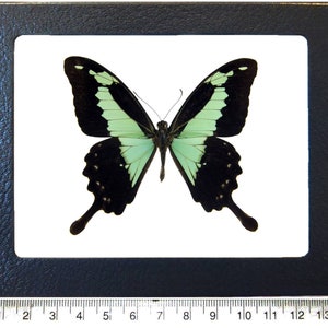 May include: A framed butterfly specimen with black and green wings. The butterfly is mounted on a white background and framed in a black frame.