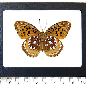 Speyeria cybele verso One Real Butterfly orange silver great spangled fritillary Indiana