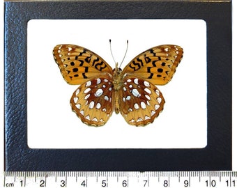 Speyeria cybele VERSO silver orange great spangled fritillary butterfly Indiana USA