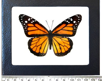 Danaus plexippus recto ONE Real Butterfly North American Monarch