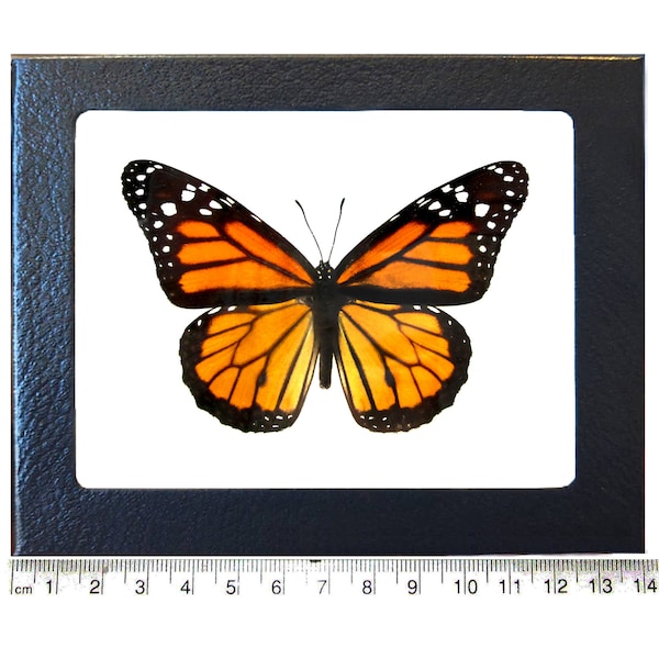 Danaus plexippus recto ONE Real Butterfly North American Monarch