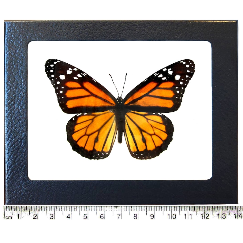 Danaus plexippus recto ONE Real Butterfly North American Monarch Wings spread+framed