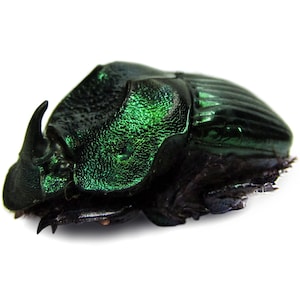標本 Mexico Phanaeus demon demon 21mm 20mm il_300x300.5929289954_h8cw.jpg