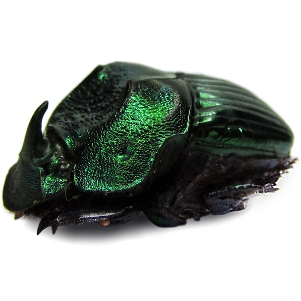 Phanaeus demon minor male ONE Real Green horned rhinoceros scarab dung beetle Guatemala pinned