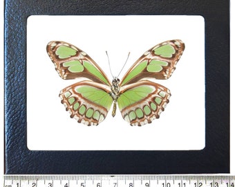 May include: A framed green and brown butterfly with white markings. The butterfly is mounted on a white background and is displayed in a black frame with a ruler underneath.