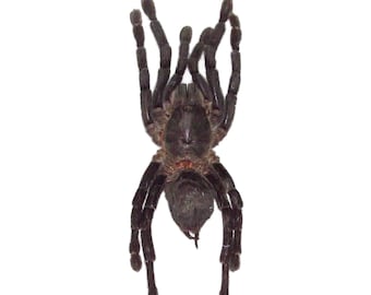 Haplopelma minax Real tarantula spider arachnid unmounted