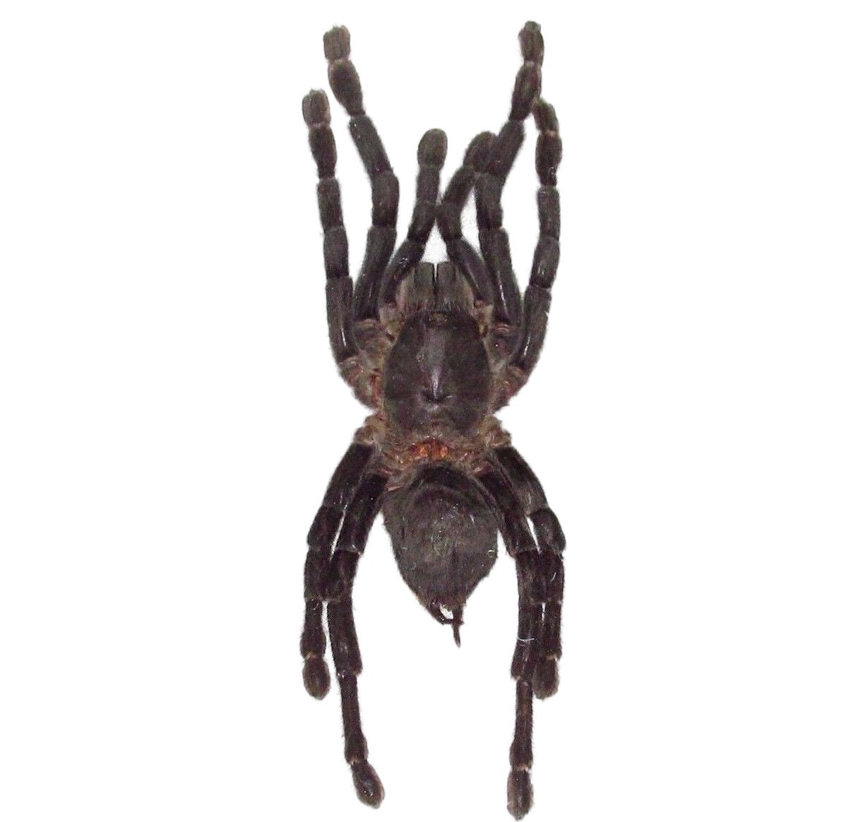 Haplopelma minax Real tarantula spider arachnid unmounted