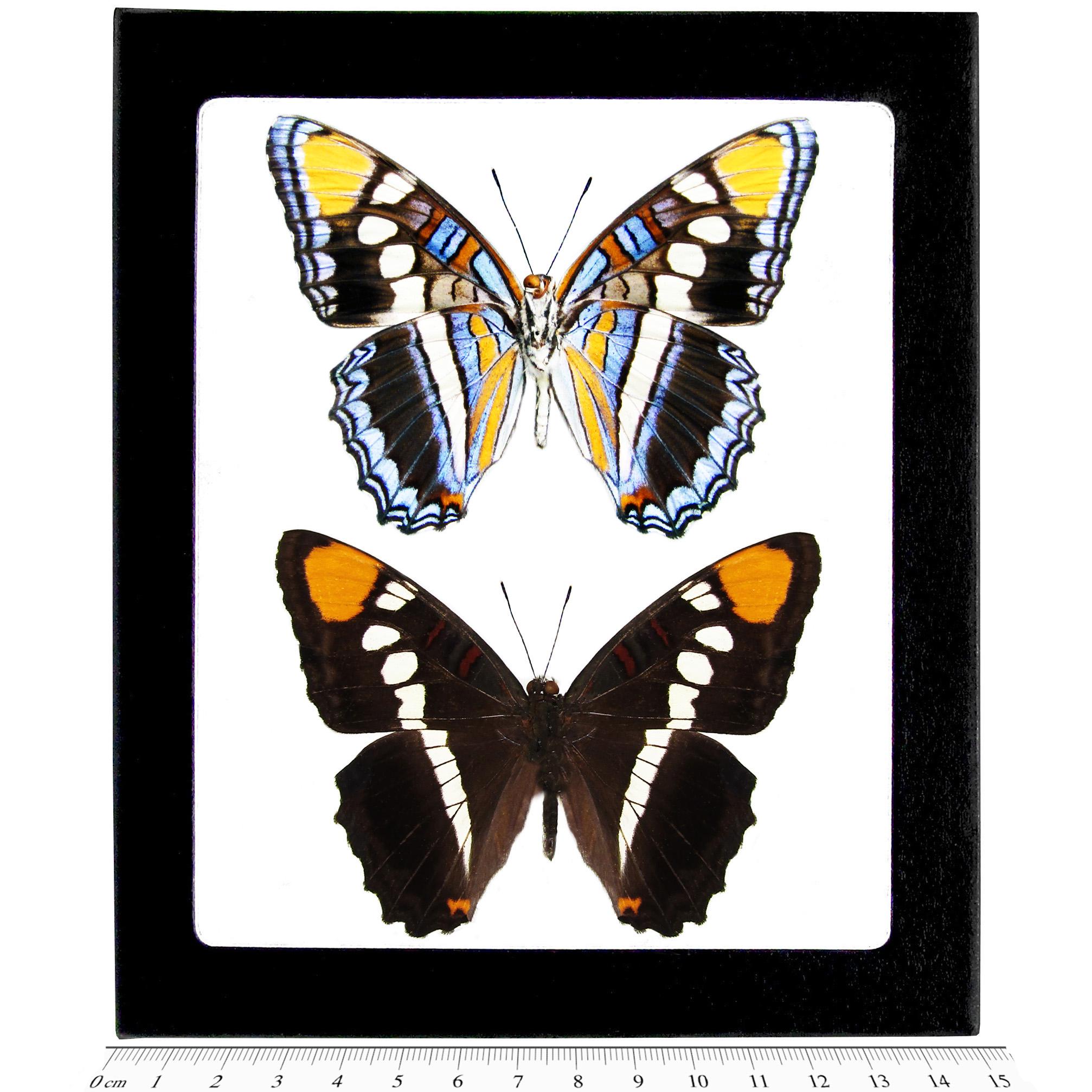 Adelpha Eulalia VERSO Blue Arizona Sister Butterfly Arizona USA - Etsy