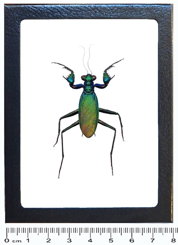 Metallyticus Splendidus Blue Green Orange Praying Mantis ...
