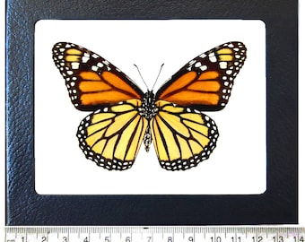 Danaus plexippus verso ONE Real Butterfly North American Monarch