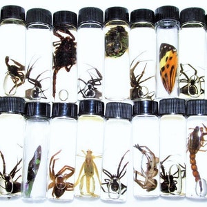 May include: A collection of 20 small glass vials with black lids, each containing a preserved insect specimen. The insects include spiders, scorpions, and a butterfly.