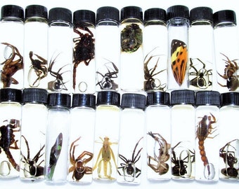 wet specimens REAL mixed lot of assorted specimens in vials collection choose 1, 2, 5, or 10 pieces