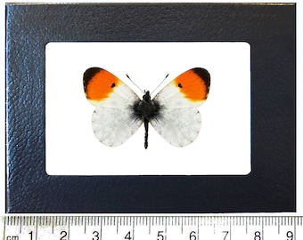 Anthocharis sara orange tip butterfly Arizona USA