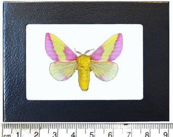 Dryocampa rubicunda Pink Yellow Rosy Maple Moth Indiana