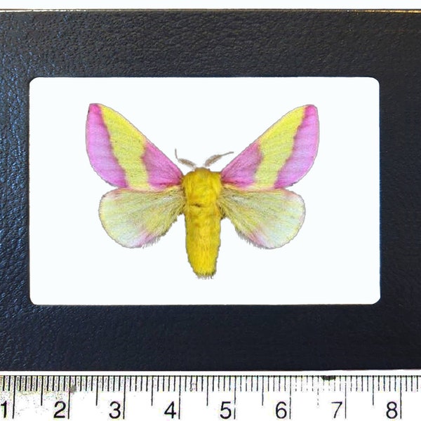 Dryocampa rubicunda Pink Yellow Rosy Maple Moth Indiana