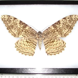 Thysania agrippina white witch moth Peru