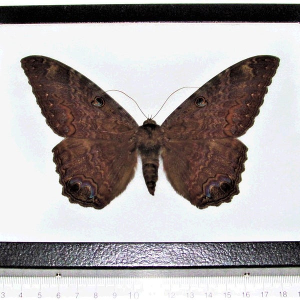 Ascalapha odorata black witch moth Texas USA