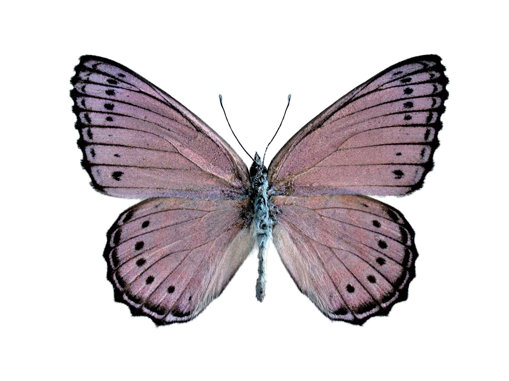 Crenis pechueli purple butterfly Africa