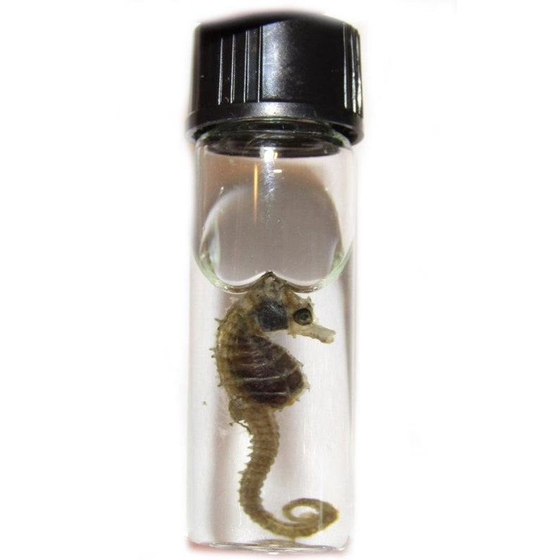 Realbug Octopus Specimen | DesertCart