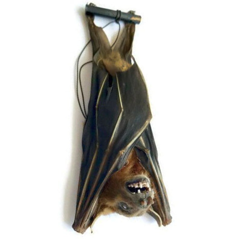 REAL Cynopterus Brachyotis Tuxedo Bat Hanging Wings Closed Etsy