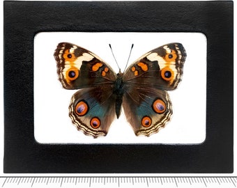 Junonia orithya FEMALE blue orange buckeye butterfly Japan